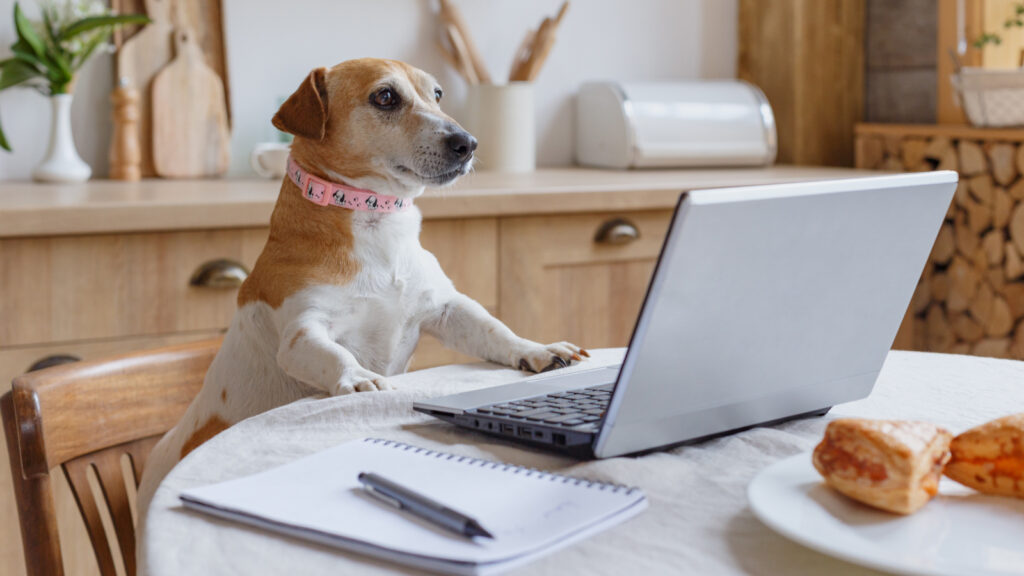 ノートパソコンを眺めながらなんとも言えない表情をする犬（朝食時）